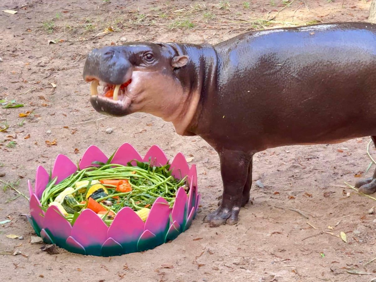KhaokheowZoo's tweet photo. 🪷 #สุขสันต์วันลอยกระทง🪷🦛 ￼ลอยกระทงบก กับครอบครัวฮิปโปฯ #หมูตุ๋น #ขาหมู และ #แม่ศรีพิงค์ 😍🪷🦛

สวนสัตว์เปิดเขาเขียว ได้ร่วมสืบสานประเพณีลอยกระทง จัดกิจกรรมต้อนรับเทศกาลลอยกระทง เสิร์ฟเมนูสุดโปรด กระทงผลไม้รวม ให้ครอบครัวฮิปโปฯ หมูตุ๋น ขาหมู และแม่ศรีพิงค์ ท่ามกลางบรรยากาศอบอุ่นและความสุข 🪷🦛

*ขอบคุณ: ทีมงาน Enrichment Khao Kheow Open
Zoo 

#ฮิปโปฯ #ฮิปโปโปเตมัส
#กระทงอาหารส่งความสุขสู่สัตว์ป่า
#วันลอยกระทง #กระทงยักษ์
#สวนสัตว์เปิดเขาเขียว #ชลบุรี