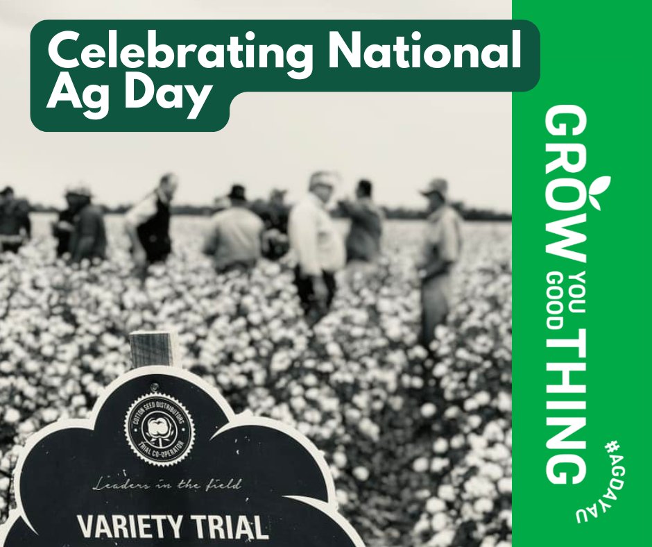 csd_cotton's tweet photo. At CSD we celebrate National Ag Day and the cotton industry that we are proud to support, providing high-quality seed and the follow-through advice and information to our growers and agents.
#CSDseedingexcellence #AgDayAU https://t.co/ifVxMHc9BX