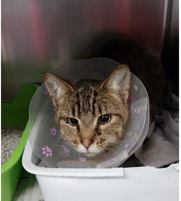 My cat and I support @AbstractCatsNFT  NFT. Give WL for us