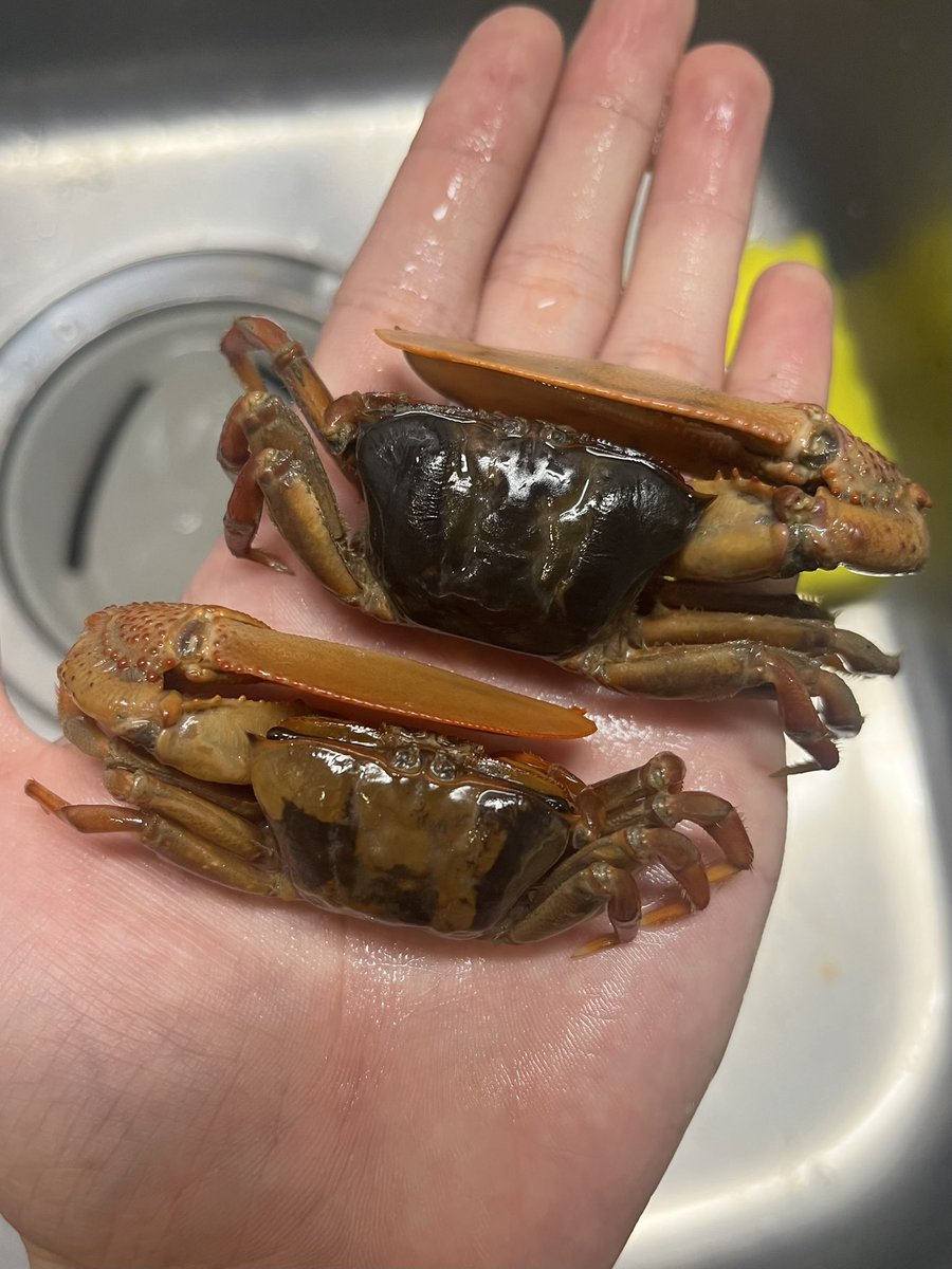 CT817815's tweet image. Uca maracoani 
ブラジルの巨大シオマネキ