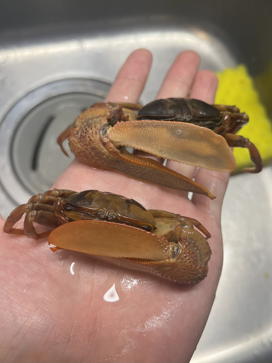 CT817815's tweet image. Uca maracoani 
ブラジルの巨大シオマネキ