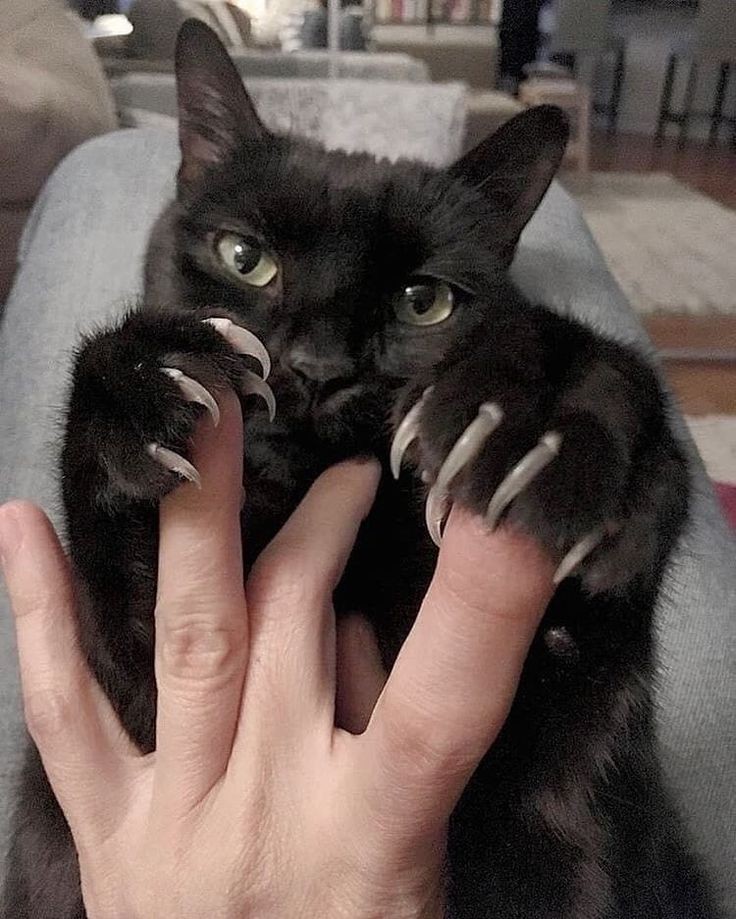partygirlu2's tweet photo. 😾 https://t.co/ASC6Kk3GYB
