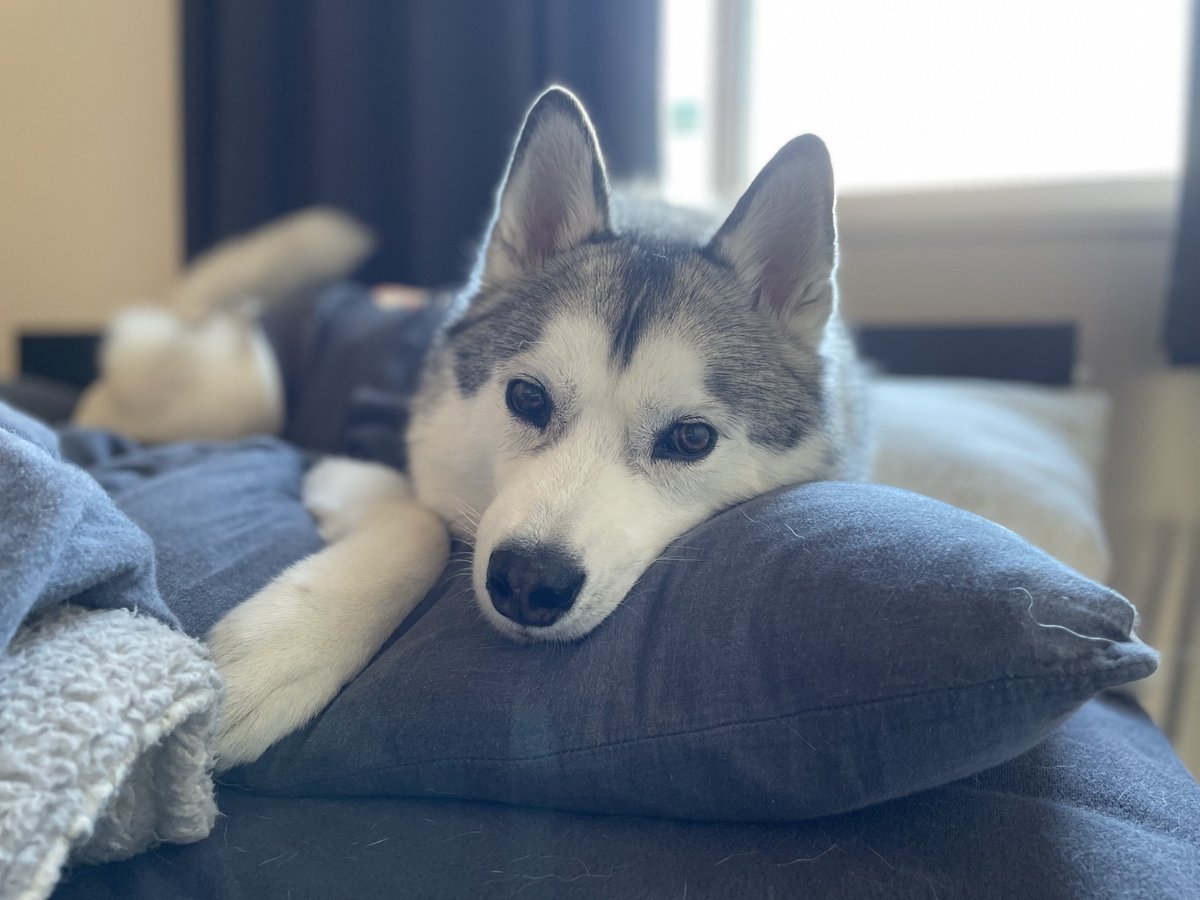 husky_jonsnow's tweet photo. 二度寝する？ https://t.co/zch3QVO1DF