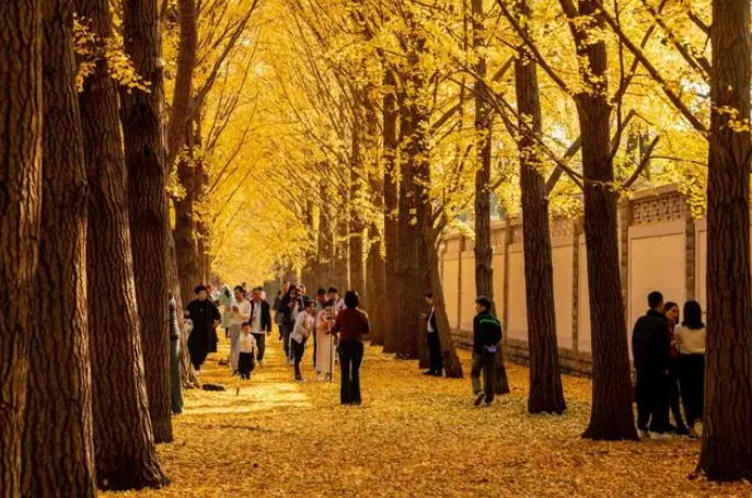 zhu_alice50849's tweet photo. Strolling down Diaoyu Tai's Ginkgo Avenue feels like walking through a golden dream. ✨#AutumnInBeijing #GinkgoBliss https://t.co/o2IJTal1Ai
