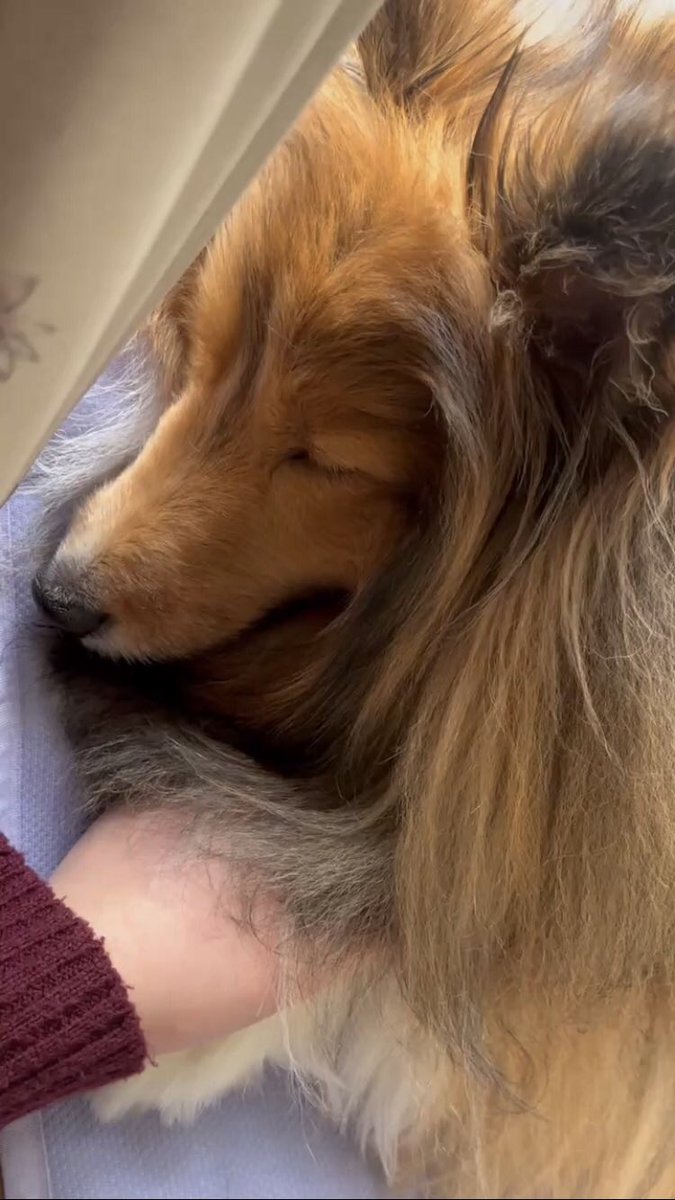 いま熱で死んでいる私を、佐吉が必死におケツ枕して温めてくれています。（熱出るから寒い）
佐吉が丸二日間寝れなくて看病したり、仕事ばたついていたゆえに限界だったようです。佐吉はもう元気になりました、佐吉が眠れるようになって本当に良かった。