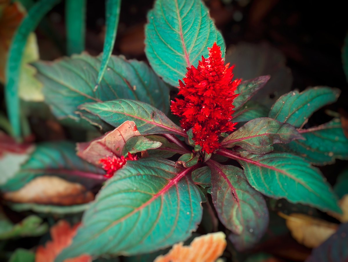 ケイトウ - Search / X