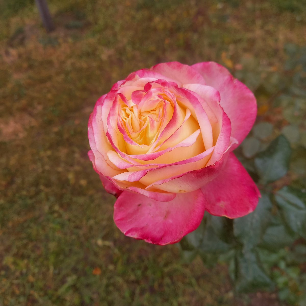 Blüte des Tages <a href="/sphericum/">sphericum</a>