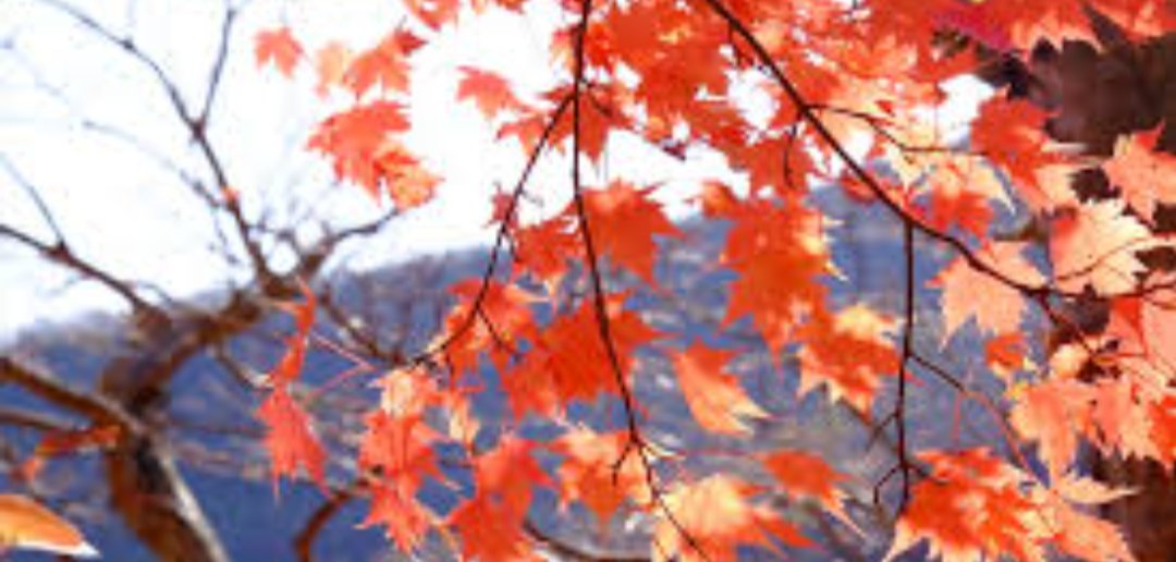 sayaboooo's tweet photo. いよいよ紅葉の季節🍁我が家では毎年高尾山に紅葉を見に行っています（本当はもっと本格的な登山したいけど、今は高尾山が限界😖）今年は新しいウエアが欲しいのでtemuで買おうと思っています✨色が素敵😁探しているうちに欲しい商品が沢山出てきて迷い中😢

#PR #Temu紅葉狩り https://t.co/xgf1j8kEUT