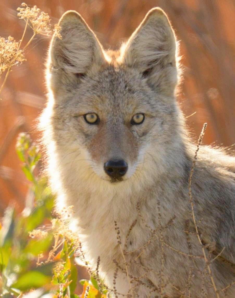 [🔗](api.tinyfox.dev/hourly/yotes/1…)