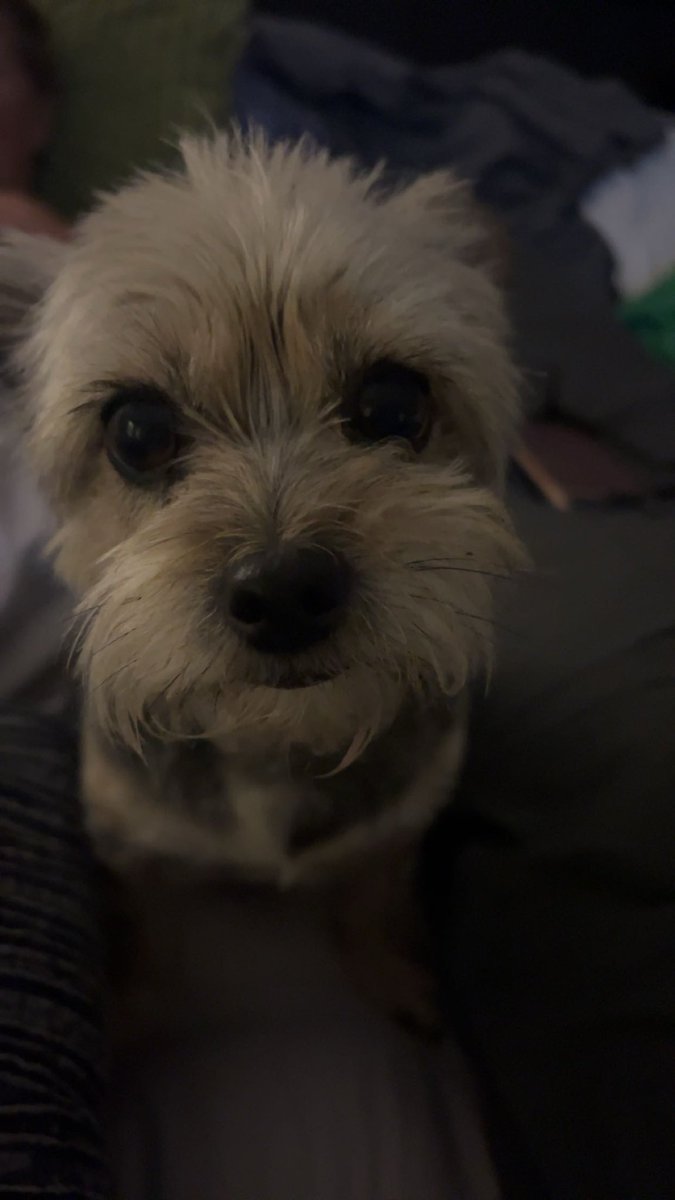 Day 8 of gratitude snaps and today I am grateful for my dog Juno! Love her so much!! I challenge <a href="/GoldfishSmiles/">Goldfish®</a> to share what they’re grateful for! #vpgratitude <a href="/vphsleadership/">Valley Park Leadership Program</a>