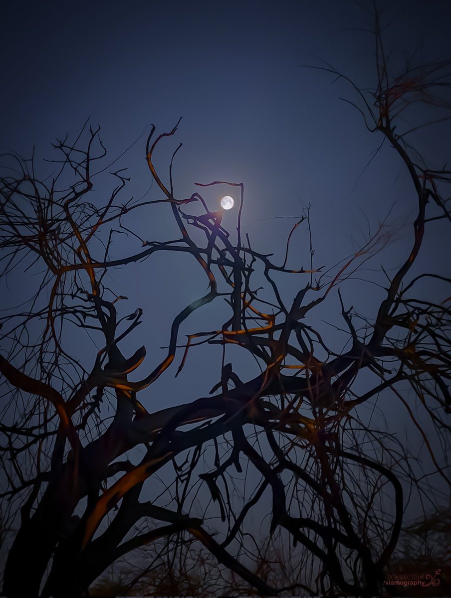 xiamography's tweet photo. Death jungle night #xiamography click
Riyad,  KSA.
Galaxy s22 Ultra. 
.
.
#deathtree #tree #jungle #nightphotography #nightscape #nightlife #fullmoon #moon #lunar #plant #abstract #nocturnal https://t.co/uIzPM3U2eC