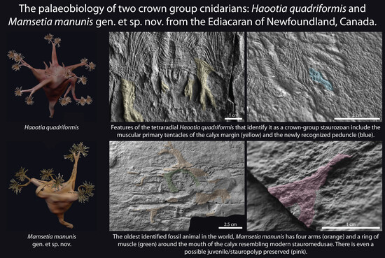 👉Featured Paper:
The Palaeobiology of Two Crown Group Cnidarians: Haootia quadriformis and Mamsetia manunis gen. et sp. nov. from the Ediacaran of Newfoundland, Canada

🧑‍🔬By D. McIlroy et al., from Memorial University of Newfoundland, Canada

🔗mdpi.com/2075-1729/14/9…