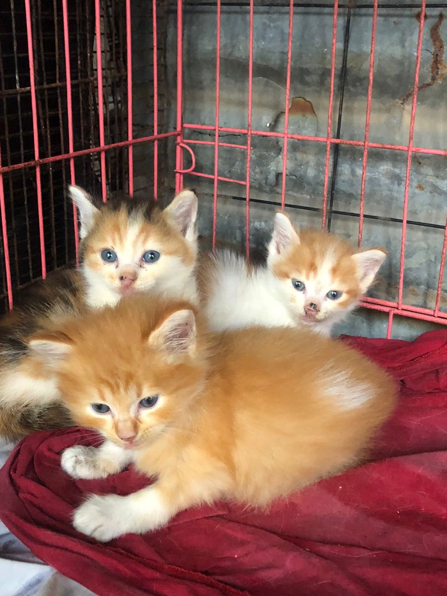 diradiooptr's tweet photo. Mauuuu open adopt anabul ini🥹 daerah Bandung - Cimahi
Kesian anak anak ku ga ke pantau karna harus bekerja
Umur nya udh hampir 2bln &amp; sudah bisa makan
Persia x anggora
Please dm me if you are able to takecare of them with love thank you🥹❤️
*Boleh ambil salah satu ataupun semua https://t.co/7TLWKl29yw