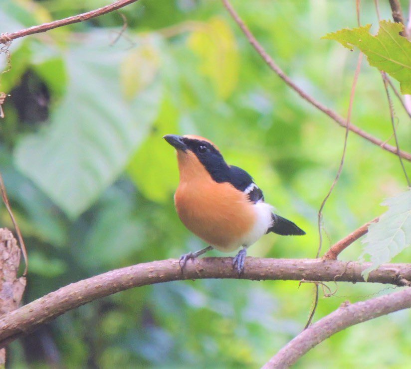 EastInterior's tweet photo. Do you want to hear the singing of the crickets in the middle of deep African tropical rain forests or the sound of hot wind as you enjoy the best game drives?@wekesa_amos @USAmbUganda @travelwithirine @HHLifestyleTrav @groo_wonderer @ug_tour @exploretravel1 @BBC_Travel https://t.co/7N9AI2YDsT