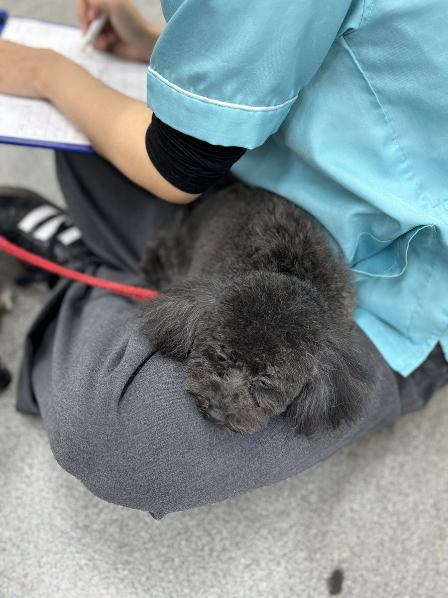 nanba_pet's tweet photo. 美容が終わって今日も学生のお膝でお休み中💤

#プードル
#poodle
#テディベア
#明日は雨模様
#風邪が流行ってるから気をつけて https://t.co/fLhbI97dH5