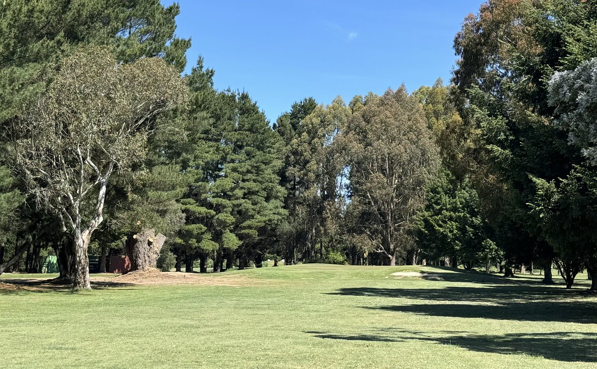 Trentham_GC's tweet photo. Removal of large pine tree on the 3rd. Before and after. After is always better https://t.co/osNRby3PaG