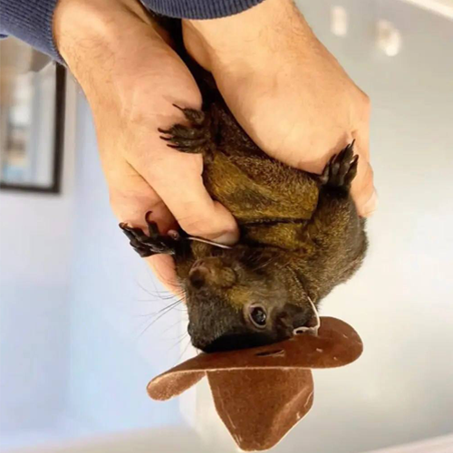 $TUNP 's mission ( $PNUT in reverse ) Is to bring back $PNUT to life