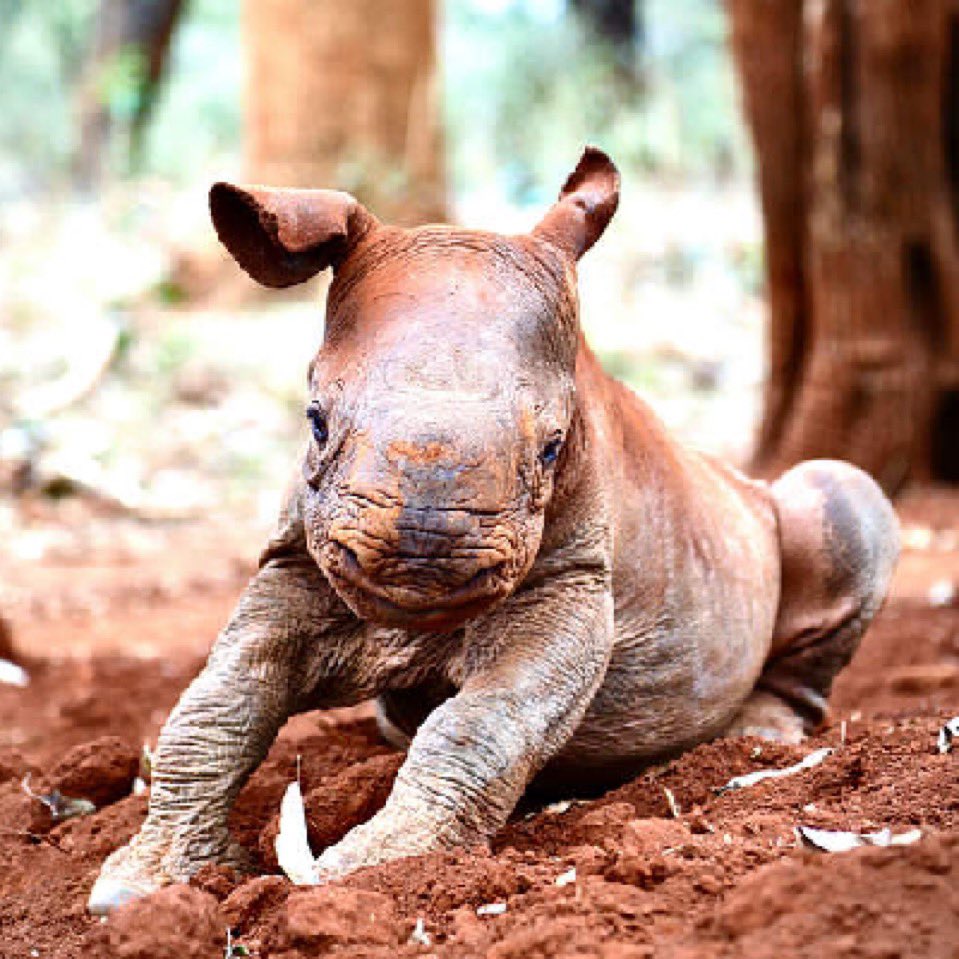 @rahatherhino <a href="/karbonbased/"></a> $raha 

Queen of Meme Coins 

Is everyone’s friend

Freaking love her