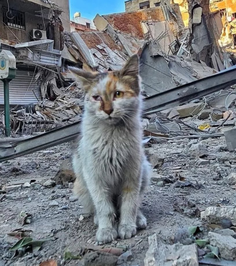 If you see this cat, comment with 🇵🇸 to spread it