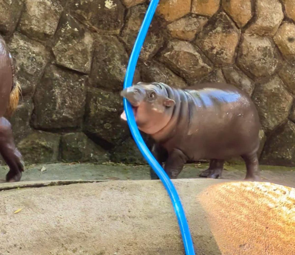 and_khamoo's tweet photo. สายยางอันนี้ เค้าบอกใช้แตกแจกฟรี
ฮิปโปกัดแตกนี่แจกไหมครับ 555

#hippo #PygmyHippo #ขาหมูแอนด์เดอะแก๊ง #หมูเด้งจะเด้งกี่โมง #Moodeng #พี่ขาหมู #สวนสัตว์แปลกเขาเขียว https://t.co/7oee3X3ygt