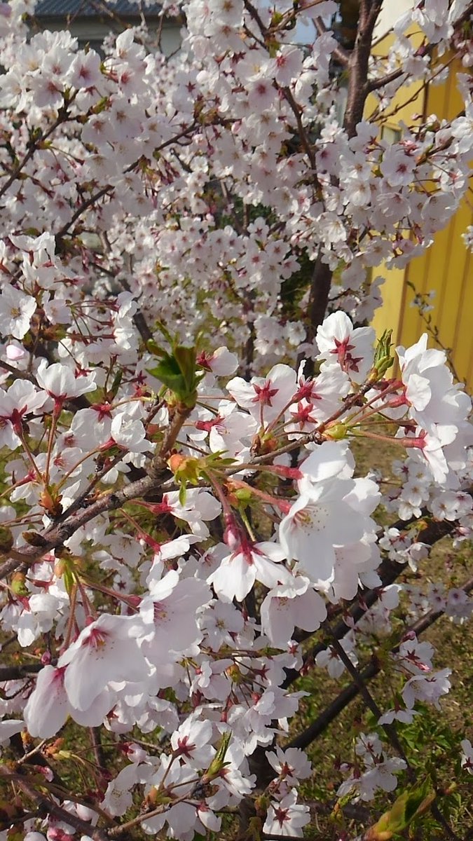 metabolic_s's tweet image. りこさん、お誕生日おめでとうございます！🎂🍒
さらなる飛躍の24歳となりますように…
#菅原りこ
#りったんThanksFlowerDay2024