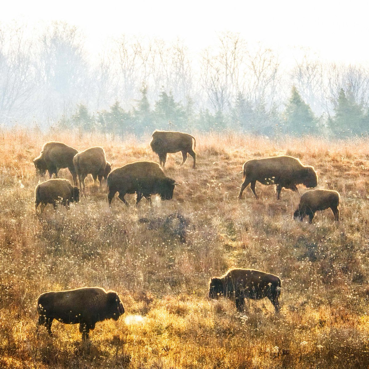 Autumn's colors may be fading, but that doesn't mean you can't still get outside and enjoy all that the season offers. From hiking to wildlife watching, November is a great time to explore Illinois' natural areas. 🍂 nature.org/en-us/about-us…

📸 Charles Larry