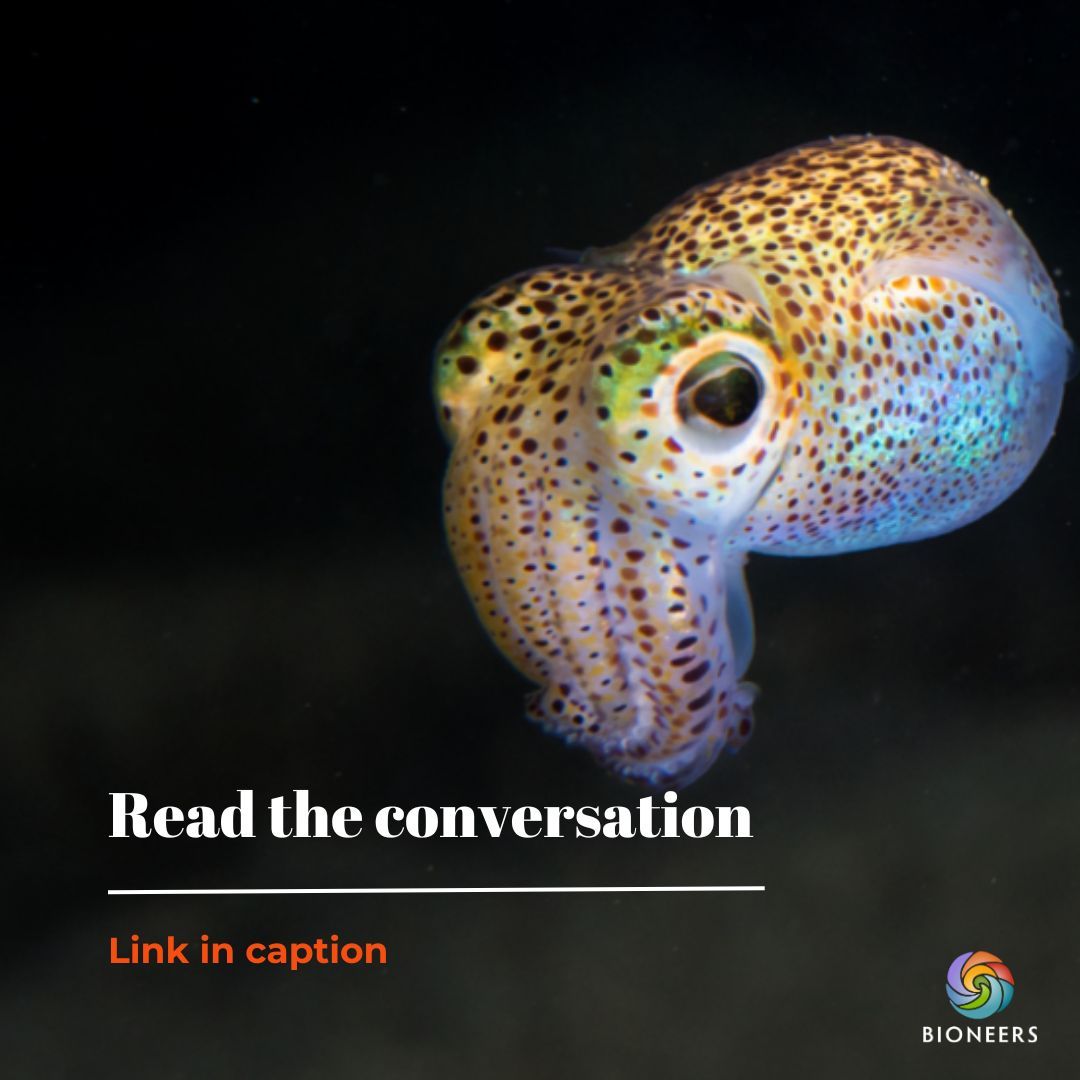 Bioneers (@bioneers) on Twitter photo When marine biologist <a href="/dannastaaf/">Danna Staaf</a> first locked eyes with an #octopus at age 10, she was spellbound. 👀🐙✨This creature, with its shape-shifting body & expressive gaze, sparked a lifelong fascination with #cephalopods. Read our conversation with Staaf:
buff.ly/48W1lQG When marine biologist <a href="/dannastaaf/">Danna Staaf</a> first locked eyes with an #octopus at age 10, she was spellbound. 👀🐙✨This creature, with its shape-shifting body & expressive gaze, sparked a lifelong fascination with #cephalopods. Read our conversation with Staaf:
buff.ly/48W1lQG