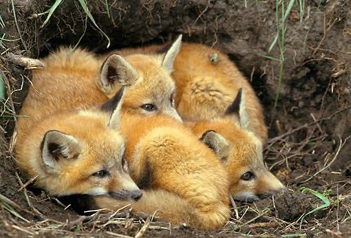 Kenapa muka bayi itu rubah-rubah ya