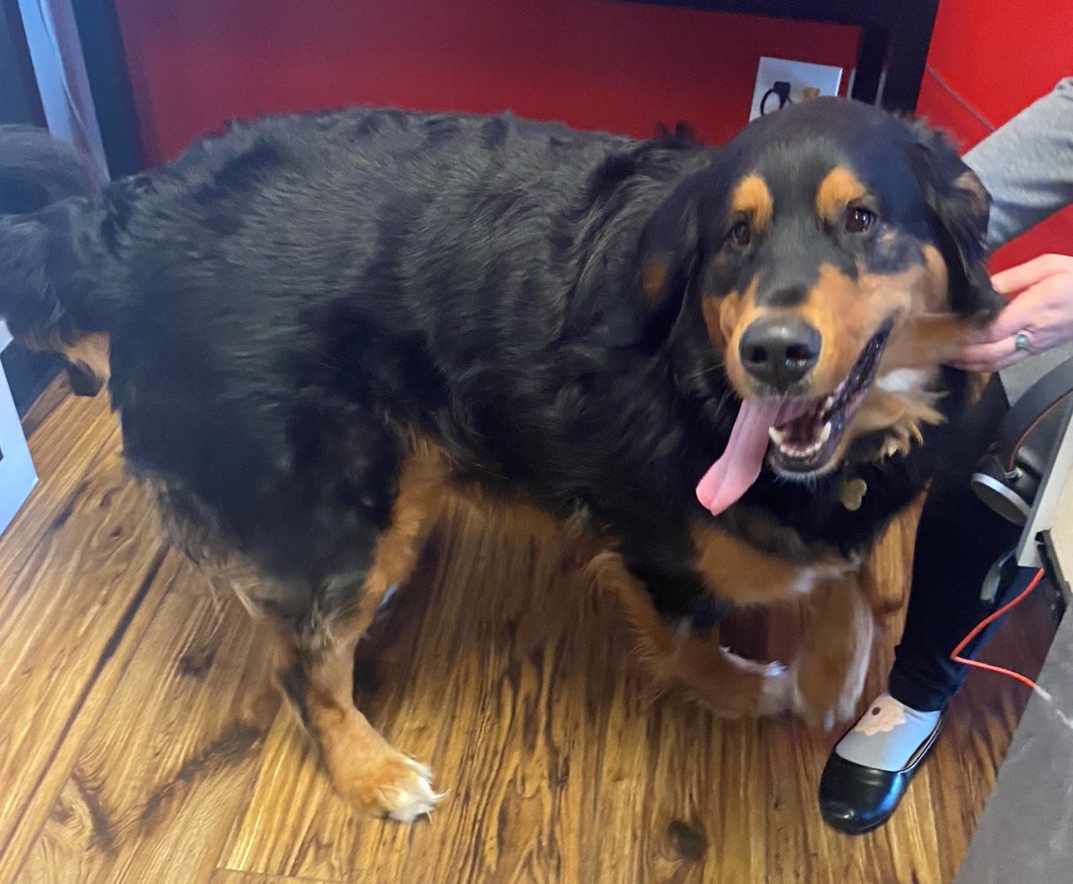 CRStateFarm's tweet photo. What's better than 2 dogs? 3 dogs!!! Glad to add 3 more doggos to the #davetopdogs bunch! Aurora (Husky), Bill, and Estes. Sweet babies! We love when customers bring in their fur babies! #welovedogs #happyholidays2024 #moredogsplease https://t.co/UvQ8HXz4RN