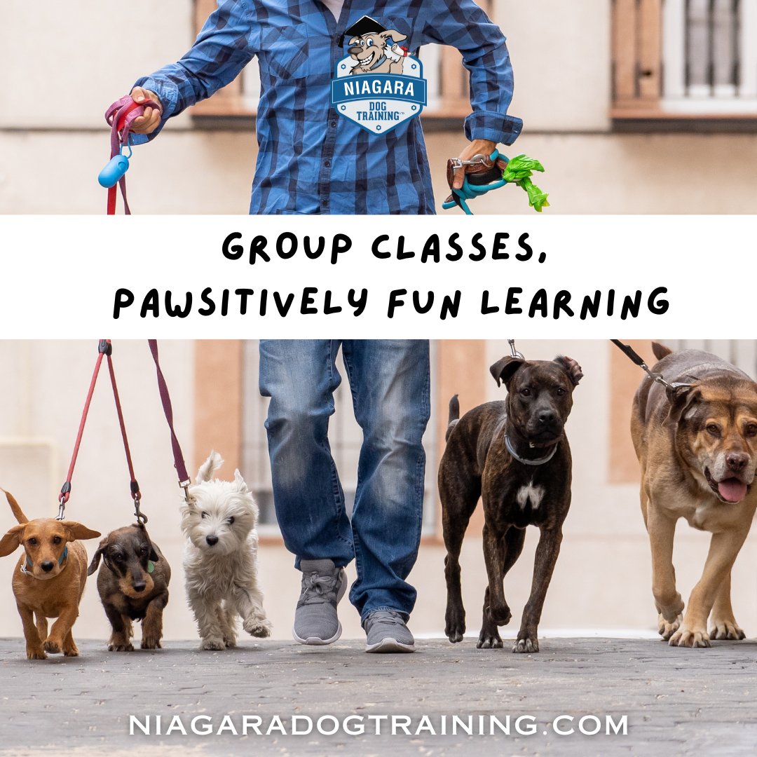 Dive into group training at Niagara Dog Training! It's a blast teaching your pup social skills alongside furry friends. Join us for fun, effective group learning! 🐕 
#GroupFun #DogTraining #NiagaraDogTraining