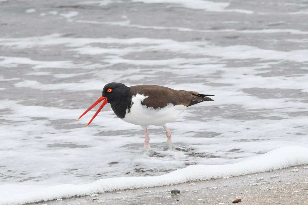 marcmcflurry's tweet photo. Blackish and American Oystercatchers and Chilean Flamingo #Paracas #Peru #BirdsSeenIn2024 https://t.co/ccAbp1f14P