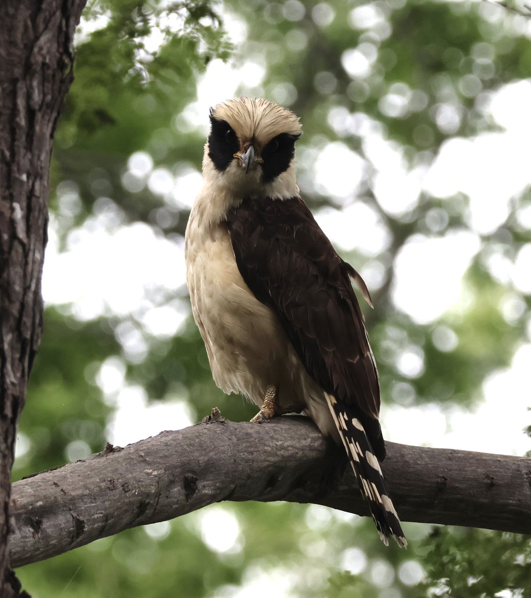 Cracking views of this beauty in Guanacaste, Costa Rica. Laughing Falcon