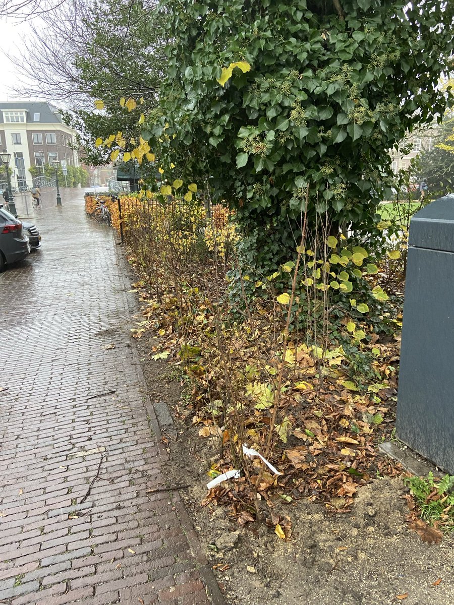 LatynNL's tweet photo. Als vrijwillig ‘burgertuinman’ samen met andere Werfparkvrienden én met hoveniers van de gemeente #Leiden vandaag een heg aangeplant langs de rand van het park bij de Doezastraat: een mix van meidoorn, sporkehout, haagbeuk, kardinaalsmuts en veldesdoorn.

https://t.co/1BvS3Pd8TD https://t.co/hgGh4yRfvF