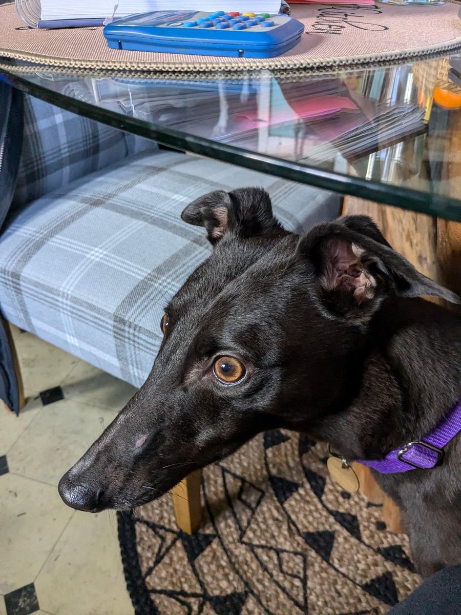 LurcherSOS's tweet photo. Hi everyone Grace here...I'm sorry to say that I will not be sending out any more updates from my foster home ๐ญ ....but I will from my adopted home, as foster mum has decided to keep me ,๐ฅณ๐ฅณ๐ฅณ yippee I'm so happy I get to stay with my big brother and sisters! https://t.co/JNst2KIGPf