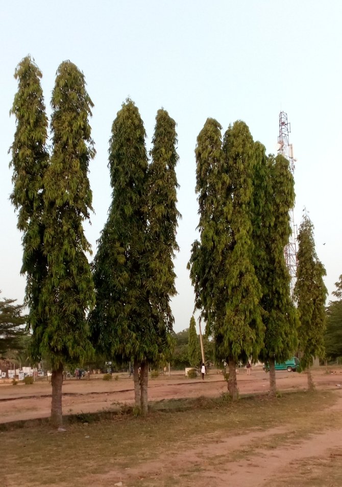 Ufsainnovative's tweet photo. SECOND FORESTER OF THE WEEK WINNER??
CONTESTANT: RAHEEM ADESOLA TAOBAT
LIKE AND COMMENT https://t.co/rcjEp6sXxM