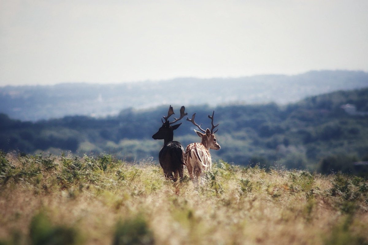 Hugonomak's tweet photo. Ya me gustaba hacer fotos a los ciervos antes de que fueran trending 😅📷🙋🏻♂️🦌📌 Deer Sanctuary, Bradgate Park
#deer #ciervo #berrea #retroback #Revuelta https://t.co/7GvRJ6CFyT