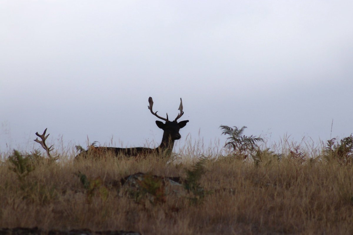Hugonomak's tweet photo. Ya me gustaba hacer fotos a los ciervos antes de que fueran trending 😅📷🙋🏻♂️🦌📌 Deer Sanctuary, Bradgate Park
#deer #ciervo #berrea #retroback #Revuelta https://t.co/7GvRJ6CFyT