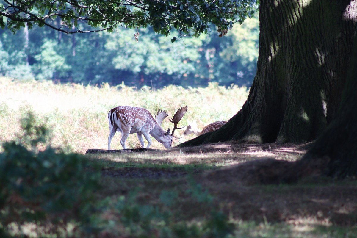 Hugonomak's tweet photo. Ya me gustaba hacer fotos a los ciervos antes de que fueran trending 😅📷🙋🏻♂️🦌📌 Deer Sanctuary, Bradgate Park
#deer #ciervo #berrea #retroback #Revuelta https://t.co/7GvRJ6CFyT