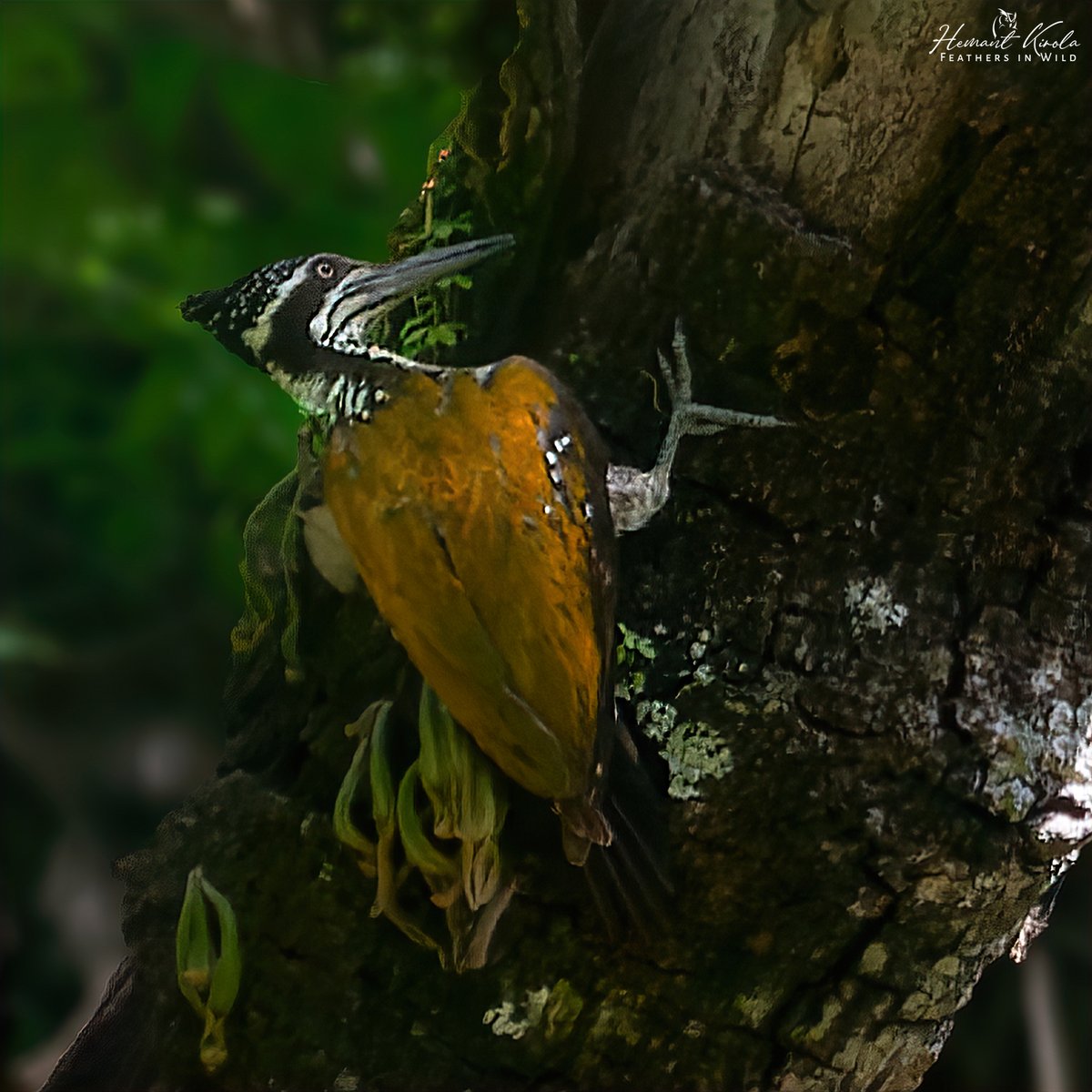 Feathers in Wild_Hemant Kirola tweet media