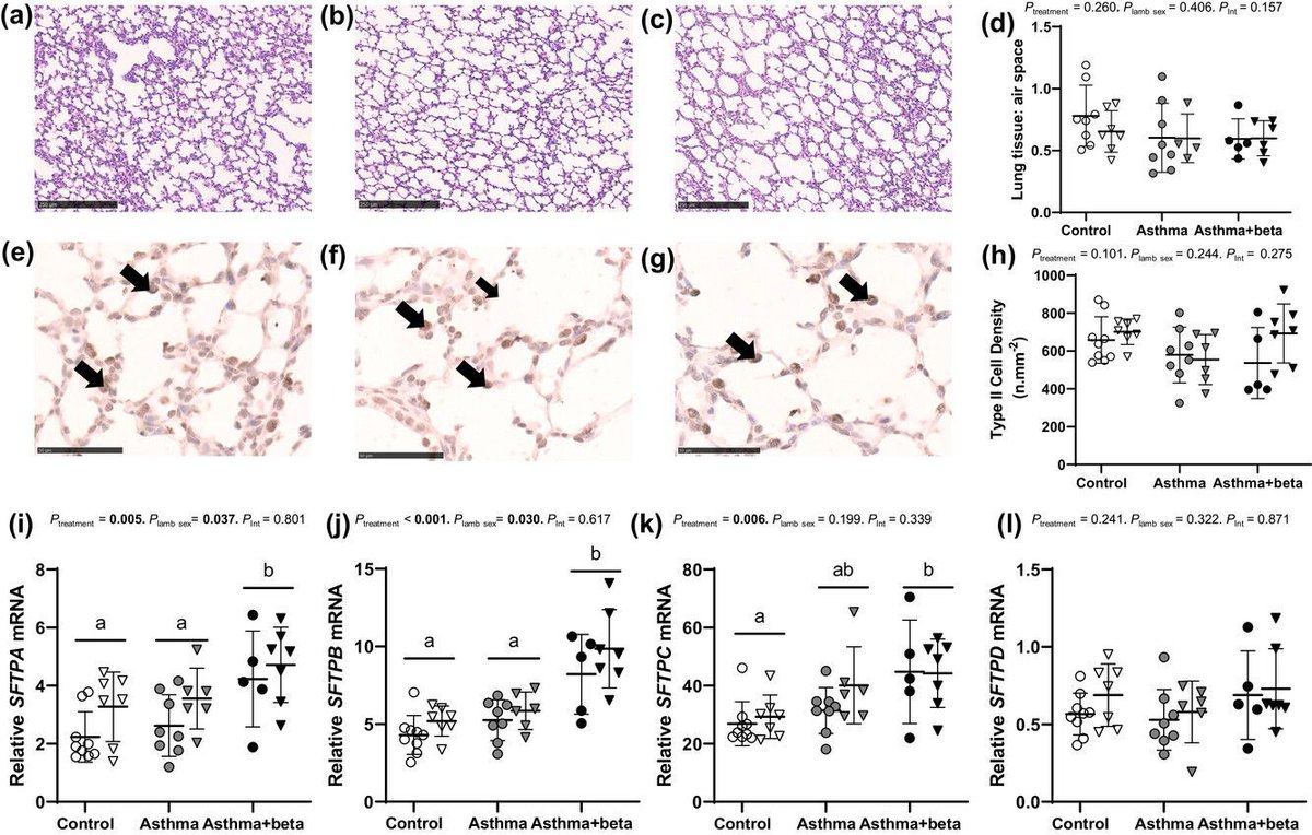Joshua L. Robinson (<a href="/RobsInstitute/">Robinson Research Institute</a>) et al. demonstrate how betamethasone before near-term delivery mitigates the increased risk of #neonatal #lungdisease in a sheep model of maternal #asthma!
📜buff.ly/4fWE0Au