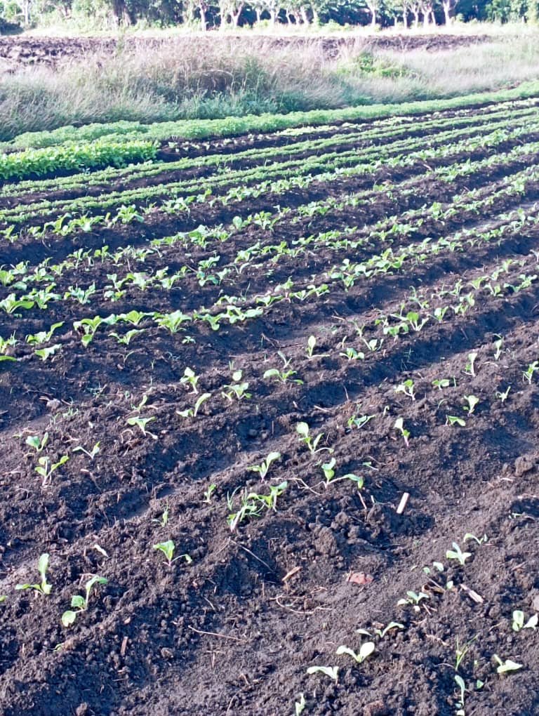 Nuestros estudiantes participando en la siempre de lechuga y acelga en la finca de nuestro centro #CubaMined #EducaciónVillaClara #EducaciónRanchuelo #yainetechazabal #engraciamartinez