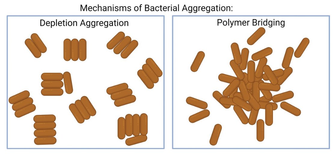 Patrick R. Secor (@prsecor) on Twitter photo The Biofilm Blueprint: Exopolysaccharide Form and Function in Bacterial Biofilms
A beautiful new book chapter by <a href="/Jennings_LK/">Laura K. Jennings</a> at Montana State, edited by <a href="/CourtReichhardt/">Courtney Reichhardt</a> at WashU
link.springer.com/chapter/10.100… The Biofilm Blueprint: Exopolysaccharide Form and Function in Bacterial Biofilms
A beautiful new book chapter by <a href="/Jennings_LK/">Laura K. Jennings</a> at Montana State, edited by <a href="/CourtReichhardt/">Courtney Reichhardt</a> at WashU
link.springer.com/chapter/10.100…