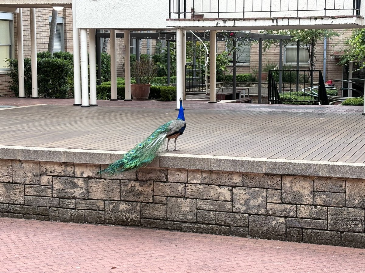 Haoran Ren (@hren2016) on Twitter photo A great week in Perth, visiting a good friend Qi Fang at the UWA and Harry Perkins Institute of Medical Research, followed by attending the beautiful <a href="/TMOS_ARC/">MetaOptics</a> conference. Now heading back for a couple of conferences in Melbourne and Hobart! A great week in Perth, visiting a good friend Qi Fang at the UWA and Harry Perkins Institute of Medical Research, followed by attending the beautiful <a href="/TMOS_ARC/">MetaOptics</a> conference. Now heading back for a couple of conferences in Melbourne and Hobart!