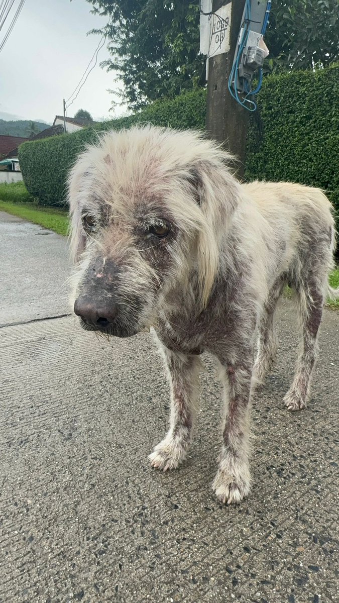 Niall Harbison tweet media