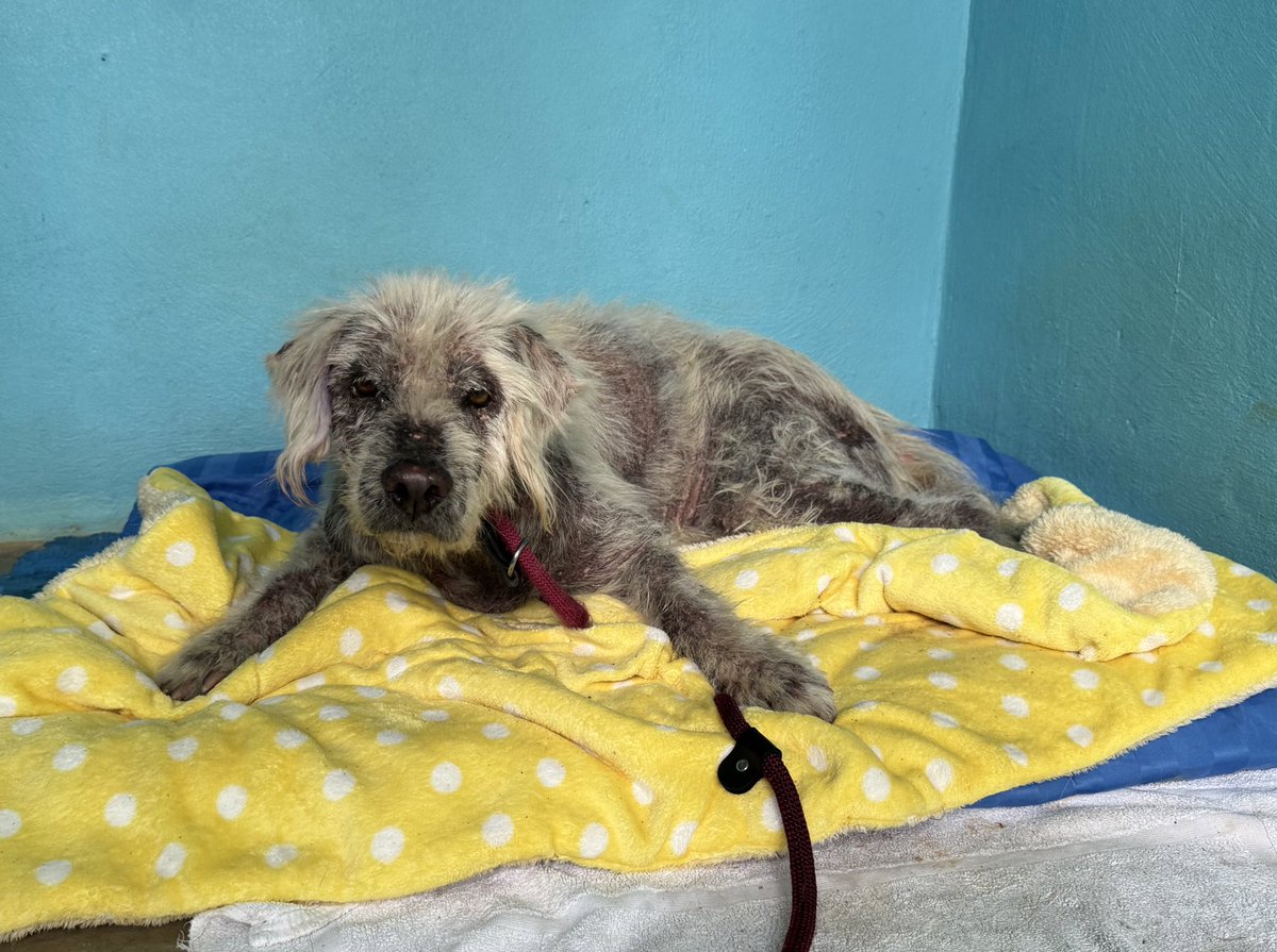 Niall Harbison tweet media