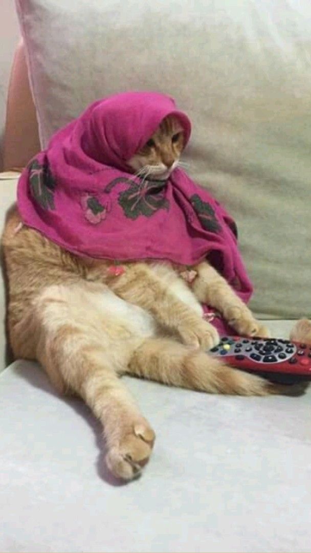 هِمُوُژیلِ tweet media