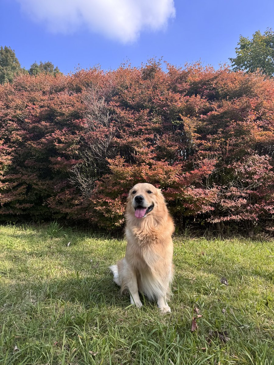 コジコタ (@Zs5Fb) / Posts / X