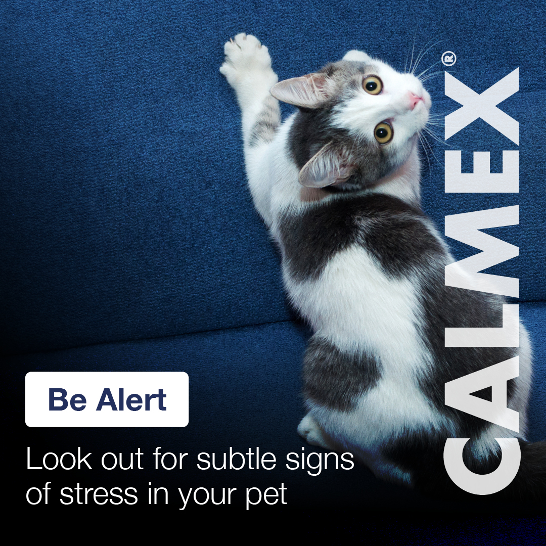 It can be easy to miss signs of stress in cats. If your cat is feeling anxious, they may start scratching furniture more, go to the toilet in unusual locations, or start to hide away more.

Speak to your vet if you are concerned about your cats behaviour.