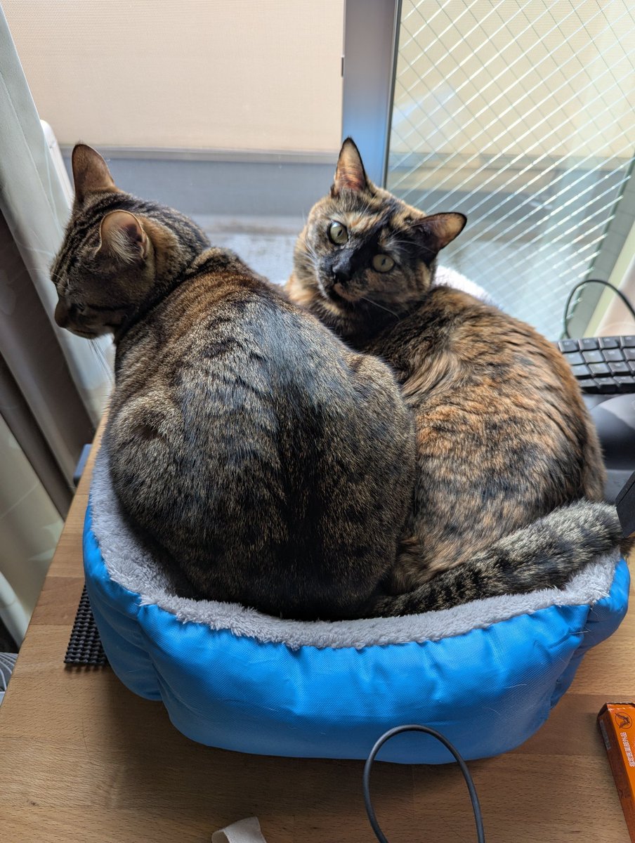 EvilNecko's tweet image. Six beds in the house and this is where they sit.