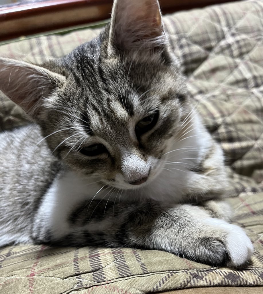 xu_mp1's tweet image. こたつから這い出てきたミ。
#こたつねこ
#ねこ